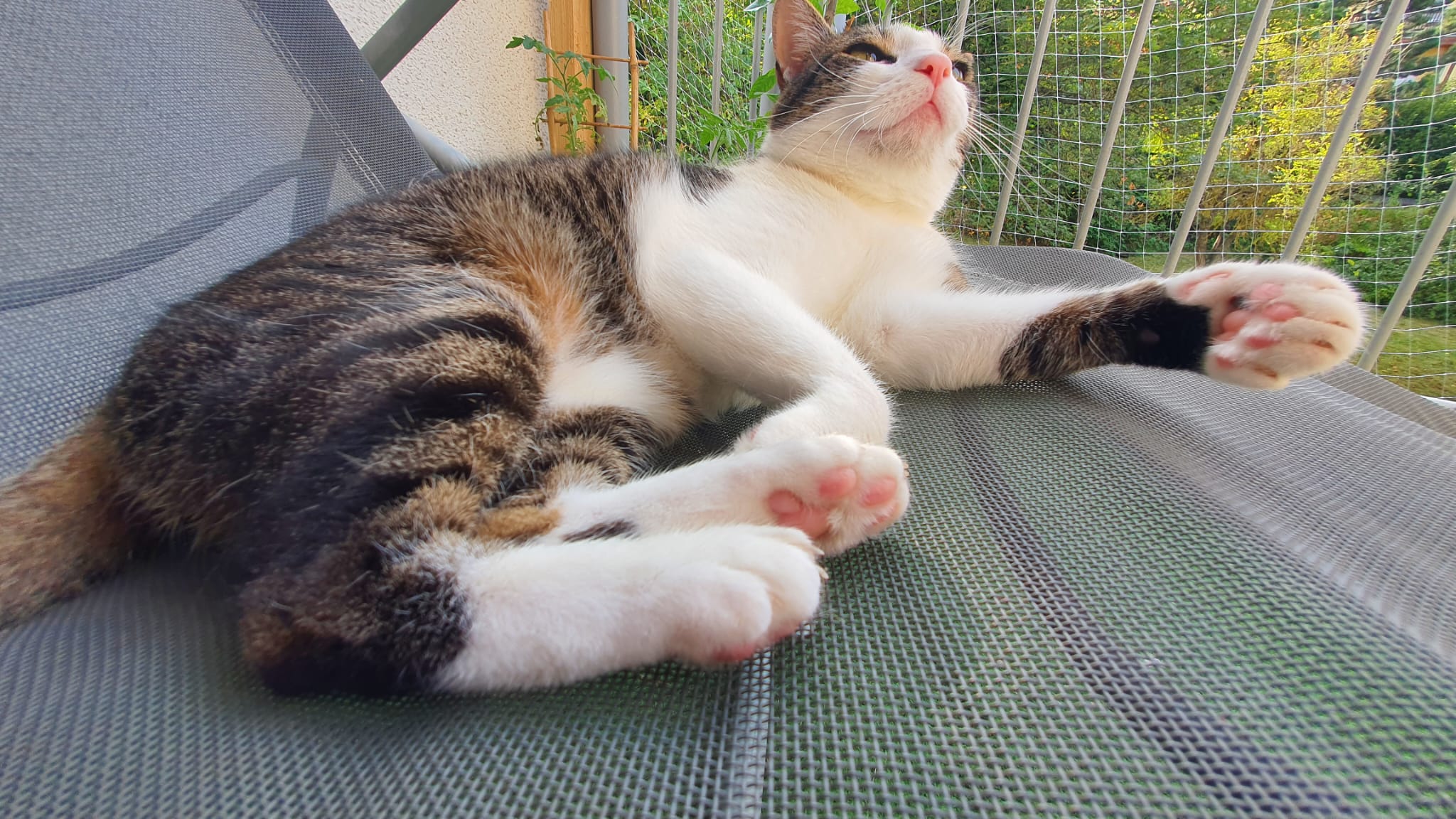 My cat Yuzu Boo!
